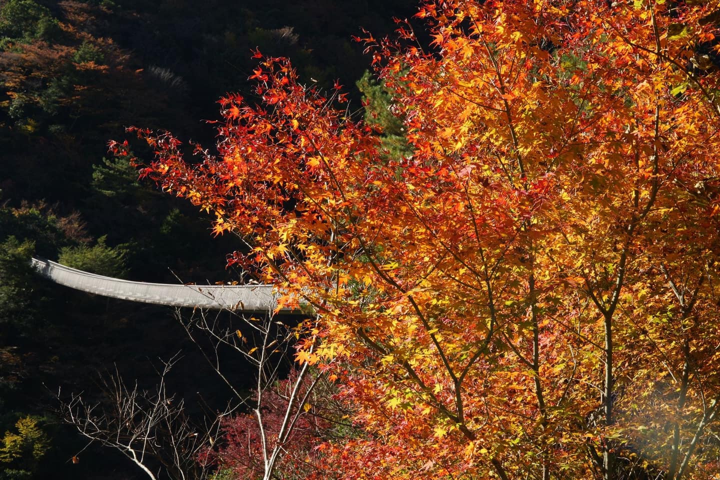 紅葉